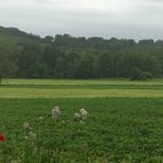 Strom macht Mohn einsam