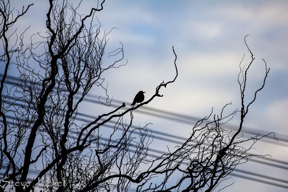 Strom-Vogel