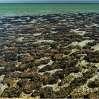 "Stromatoliten" - Australien, 2008