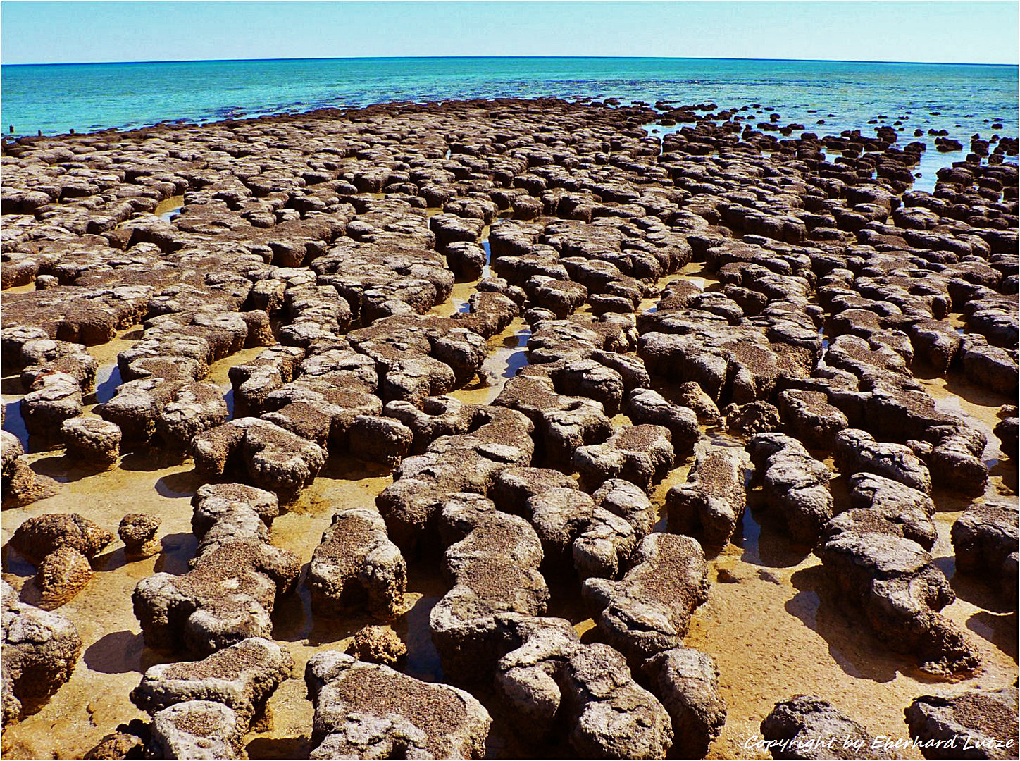 * Stromatolites / Shark Bay *