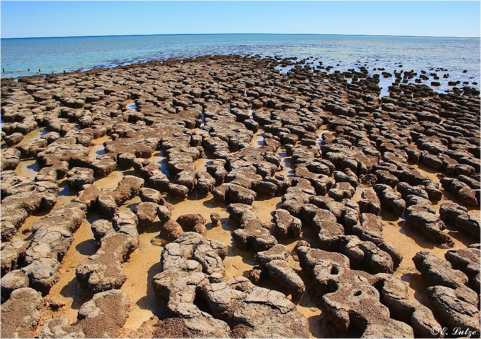 *** Stromatolites The living Stone/ Hemlin Pool WA ***