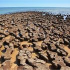 *** Stromatolites The living Stone/ Hemlin Pool WA ***