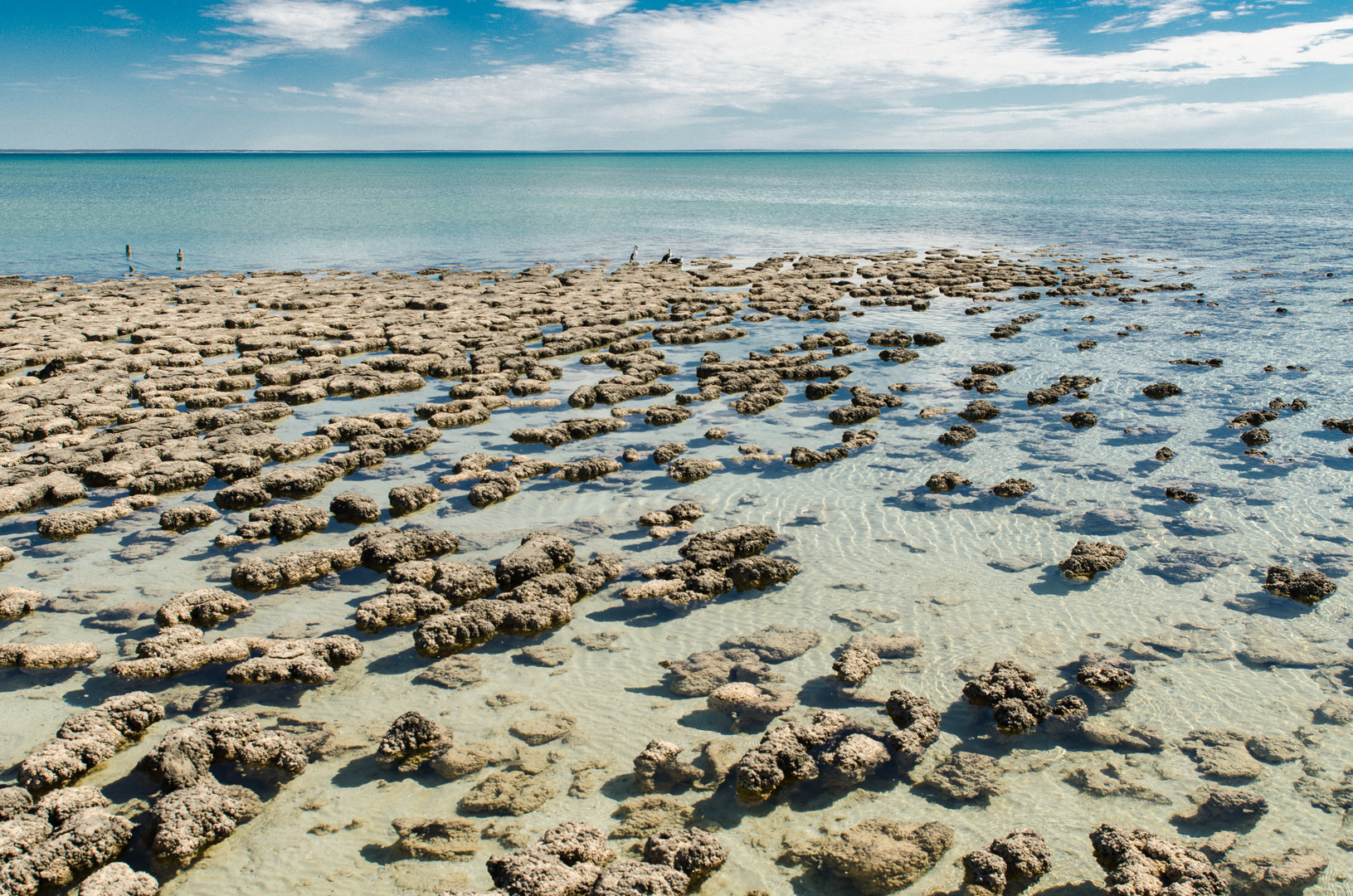 Stromatolithen-Ursprung des Lebens