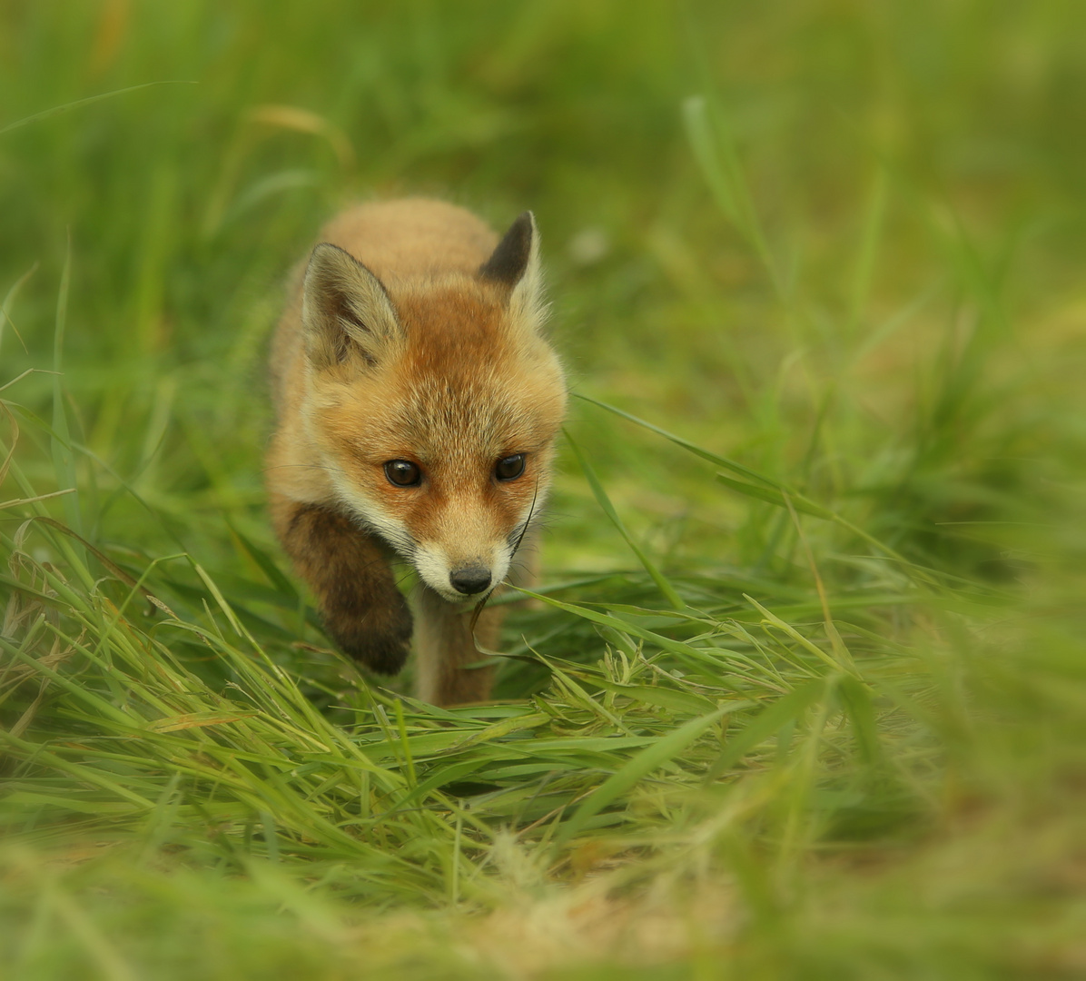  stromer Foto & Bild natur, tiere, wildlife Bilder auf