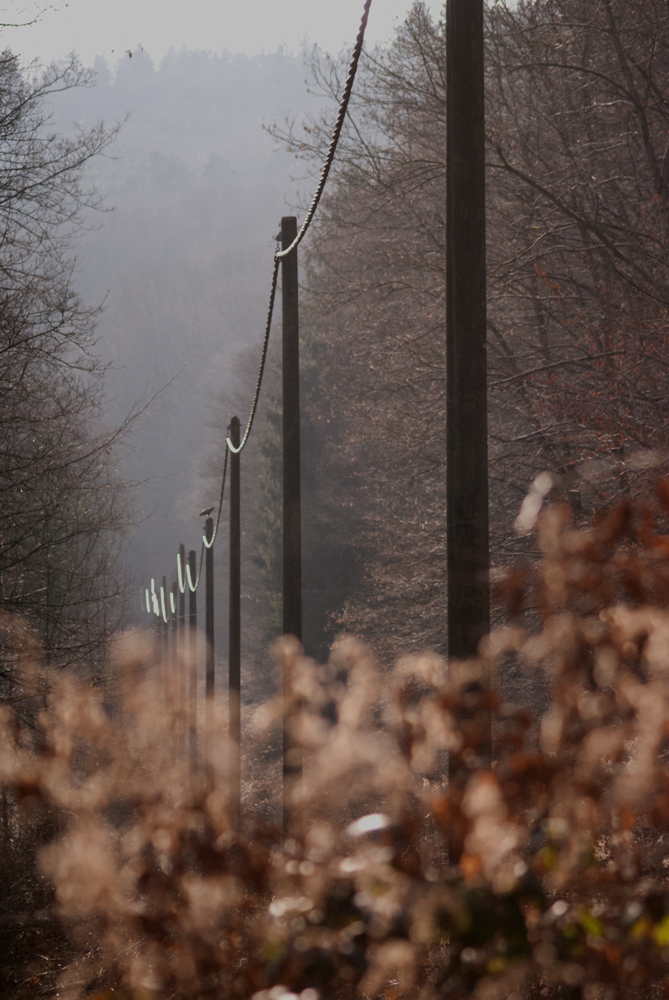 Stromleitung durch den herbstlichen Wald