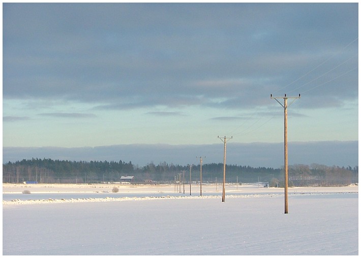 Strommäste in der Schneelandschaft