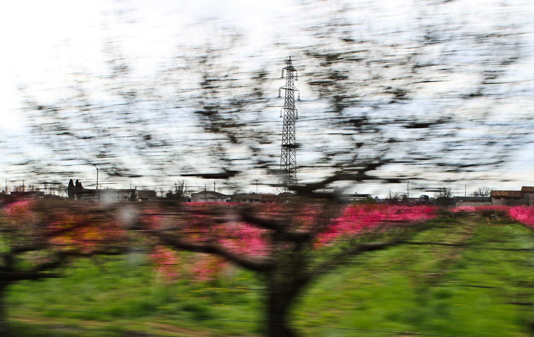 Strommast hinter Kirschblüten