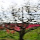 Strommast hinter Kirschblüten