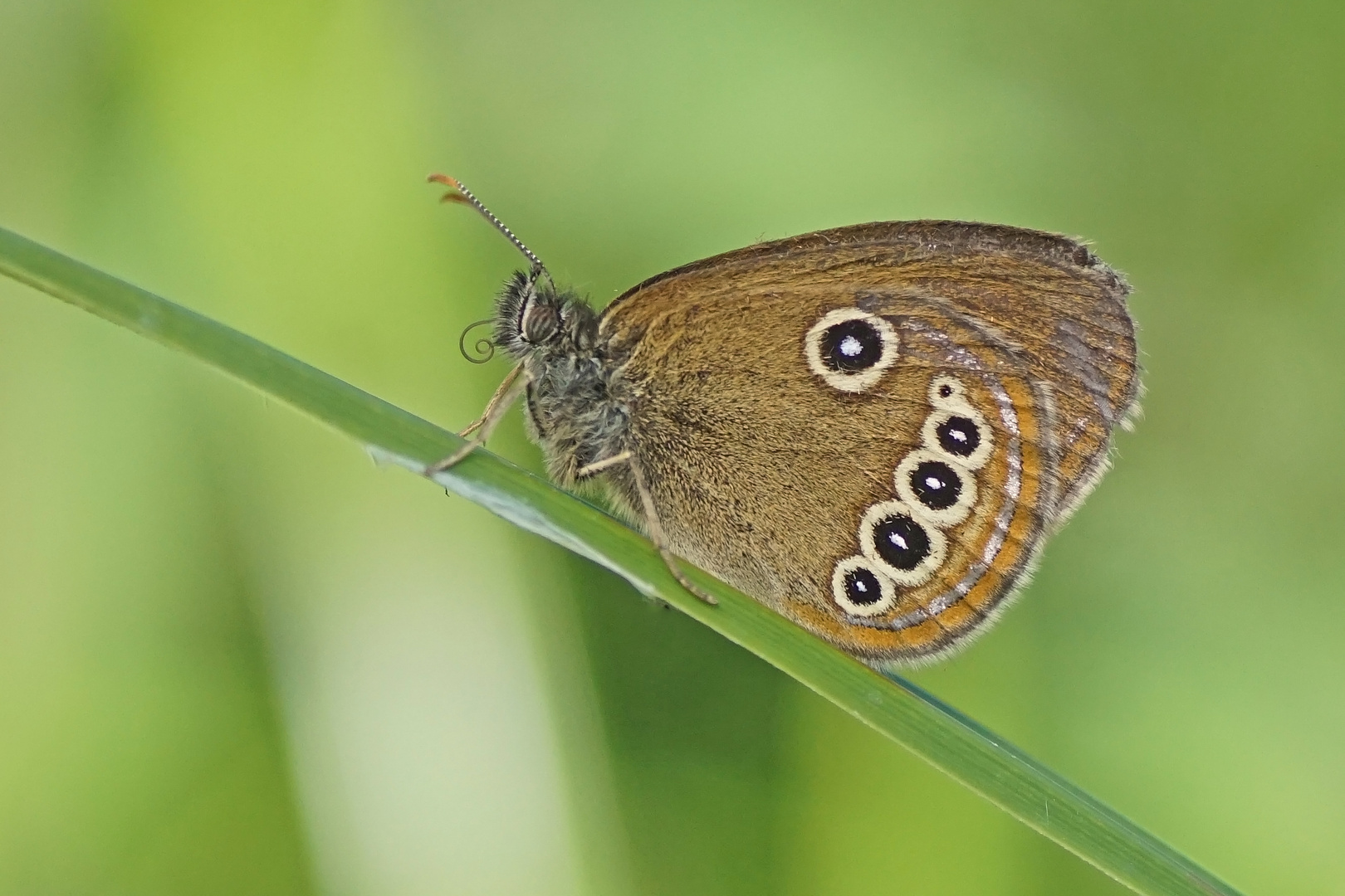 Stromtal-Wiesenvögelchen (Coenonympha oedippus)