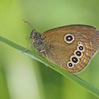 Stromtal-Wiesenvögelchen (Coenonympha oedippus)