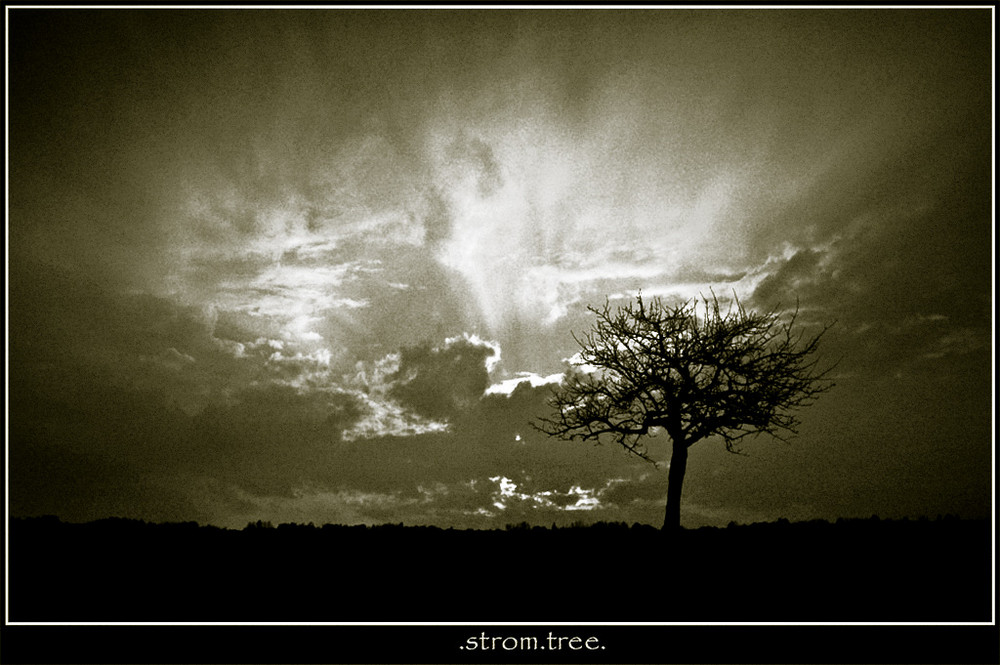 .strom.tree.