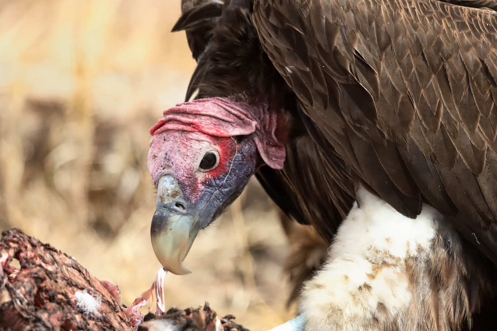 strong beak