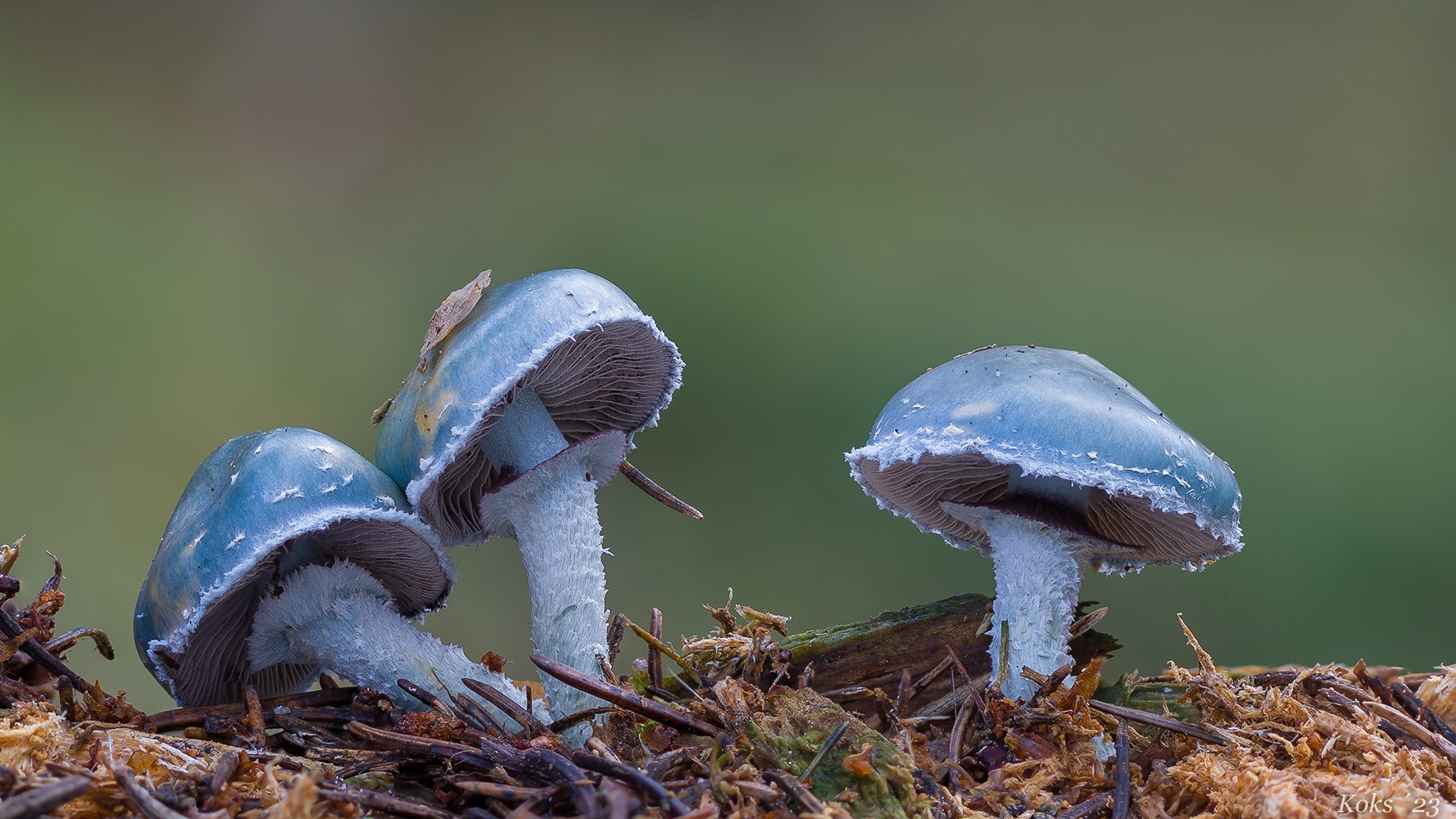 Stropharia aeruginosa