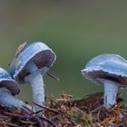 Stropharia aeruginosa