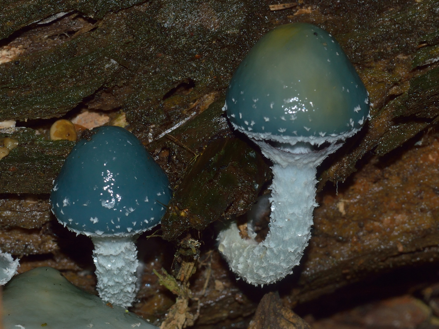 Stropharia aeruginosa, Grünspan-Träuschling