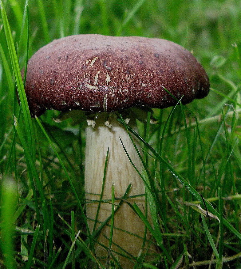 Stropharia rugosoannulata = Riesen-Träuschling, Braunkappe --- 1. Foto ---