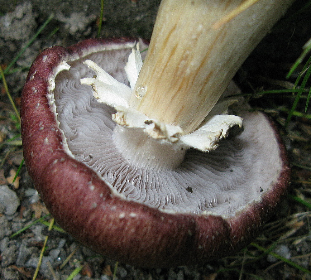 Stropharia rugosoannulata = Riesen-Träuschling, Braunkappe --- 2. Foto ---