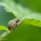 Strophosoma melanogrammum