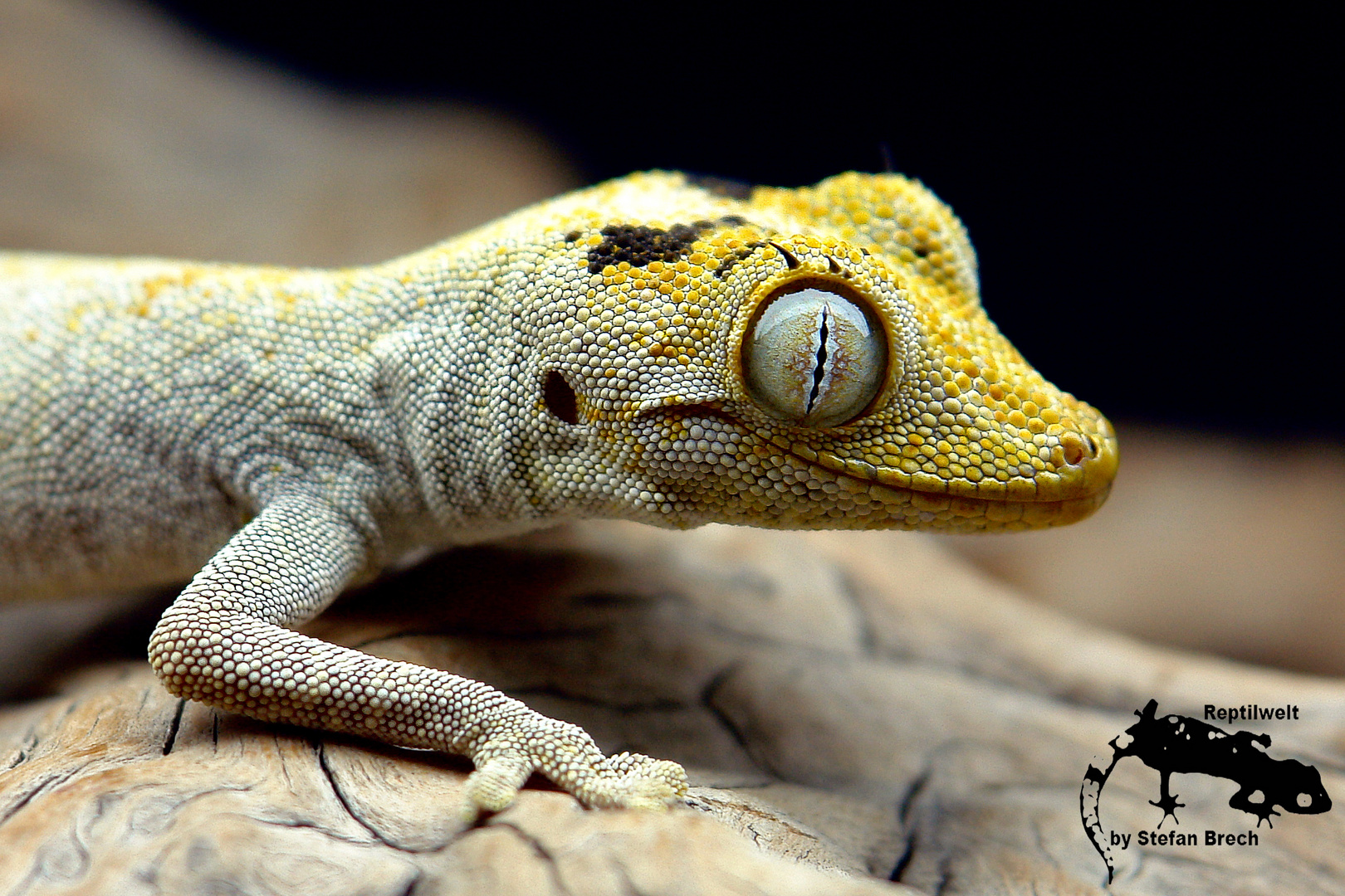 Strophurus ciliaris ciliaris ( Australischer Stachelschwanzgecko )