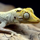 Strophurus ciliaris ciliaris ( Australischer Stachelschwanzgecko )