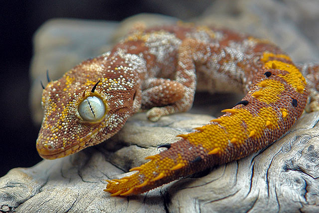 Strophurus ciliaris ciliaris (orange)