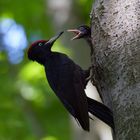 "Strubbel" hat Hunger!  Fütterung bei den Schwarzspechten  (Dryocopus martius) 