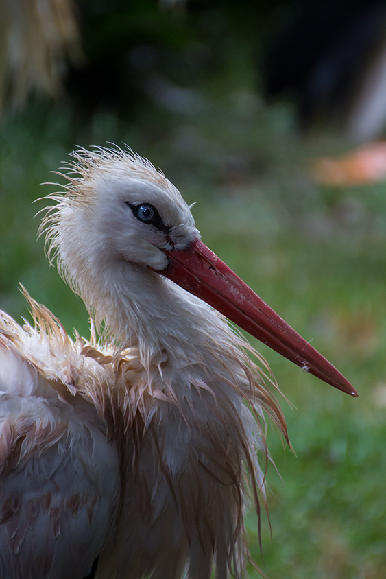 Strubbelicher Weißstorch