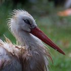 Strubbelicher Weißstorch