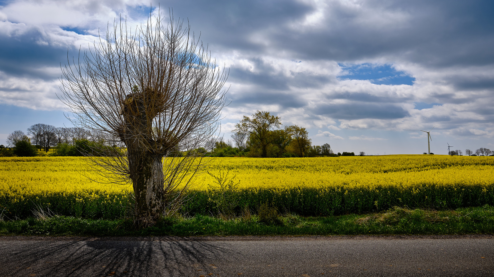 Strubbelig am Wegesrand