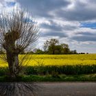 Strubbelig am Wegesrand