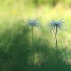 Strubbelköpfe