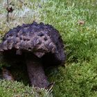 Strubbelkopf-Röhrling Strobilomyces strobilaceus/floccopus