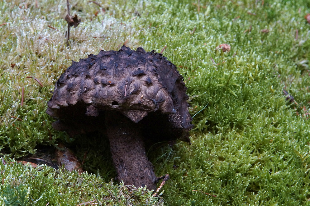 Strubbelkopf-Röhrling Strobilomyces strobilaceus/floccopus