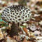 Strubbelkopf (Strobilomyces strobilaceus)