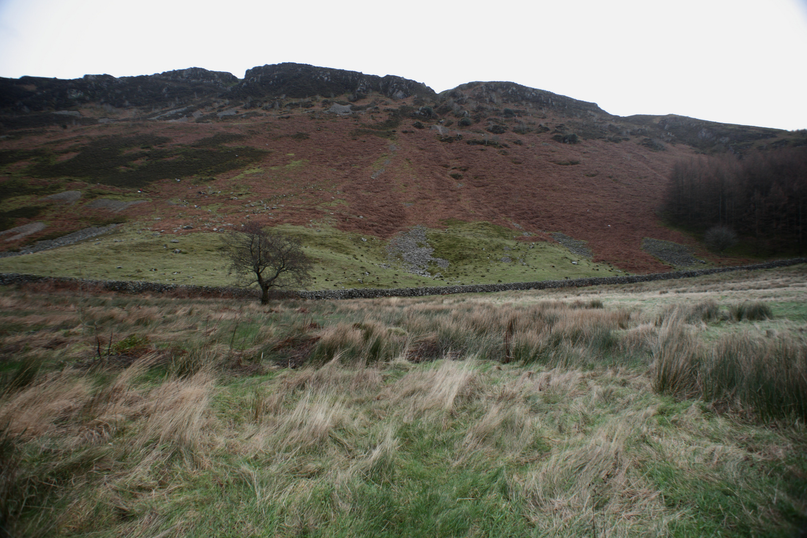 Strubbelwiese im Ennerdale