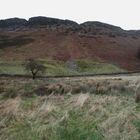 Strubbelwiese im Ennerdale