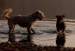 Strubbi & Co beim Wassertreten