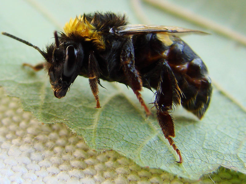 strubelige Hummel