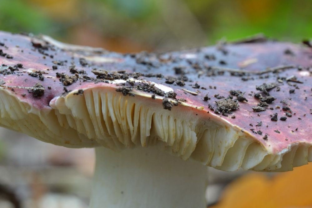 Structure d'un champignon