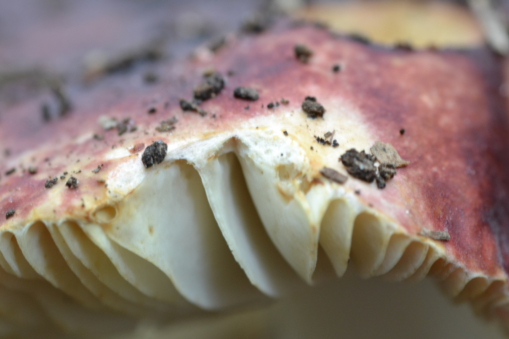 Structure d'un champignon de près ... de très près même