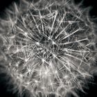 structures of a dandelion