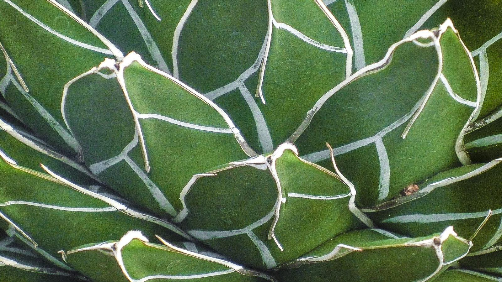 "structures of nature" Kakteengewächs im Botanischen Garten München