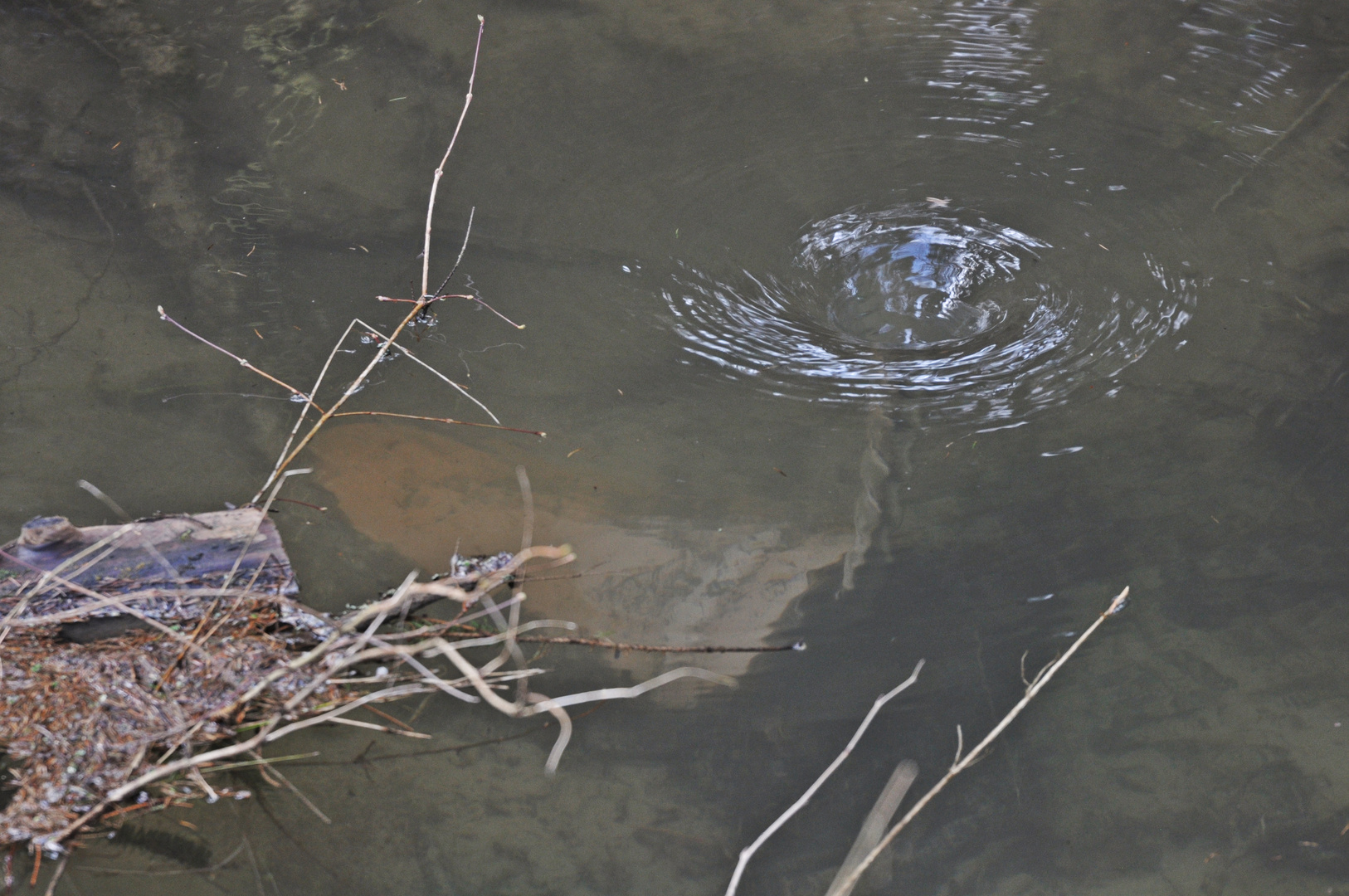 ...Strudel im Waldsee...