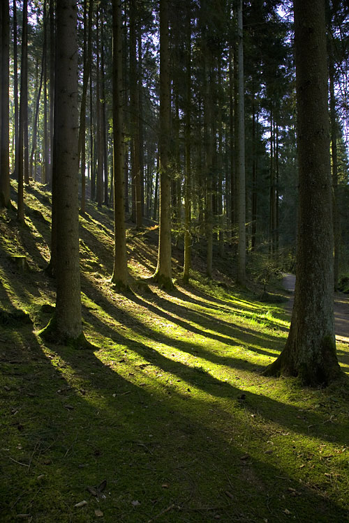 Strümpfelbachtal II