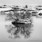 Struikjeseilandspiegeling Myvatn