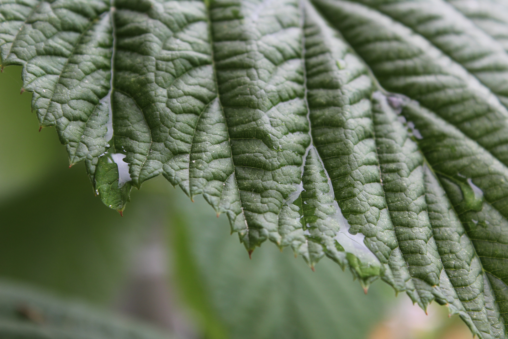 Struktur der Natur