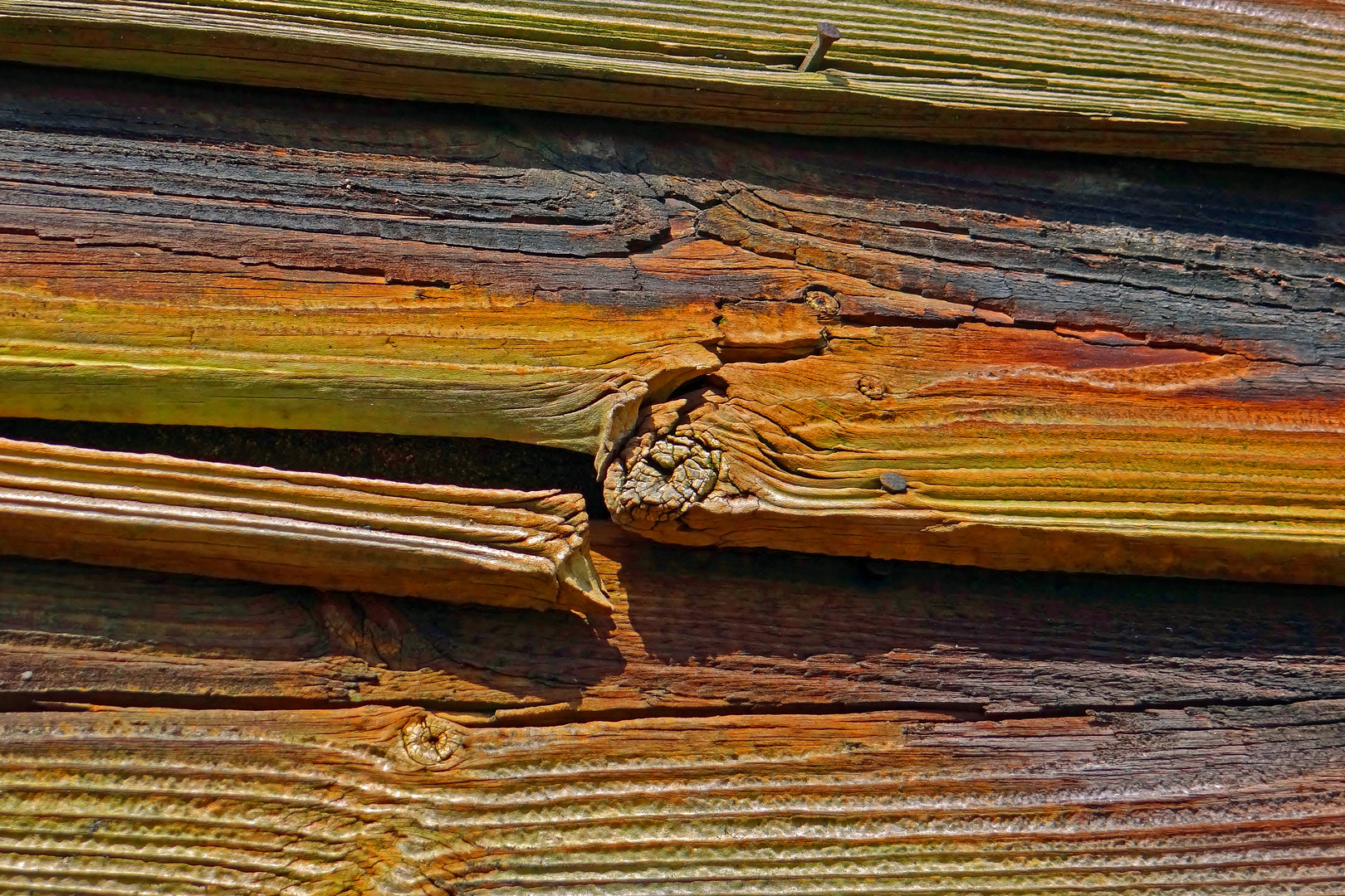 Struktur des Holzes
