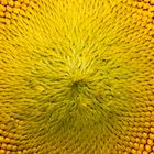 Struktur einer Sonnenblume