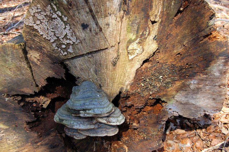 Strukturen an der Stirnseite eines Baumstammes