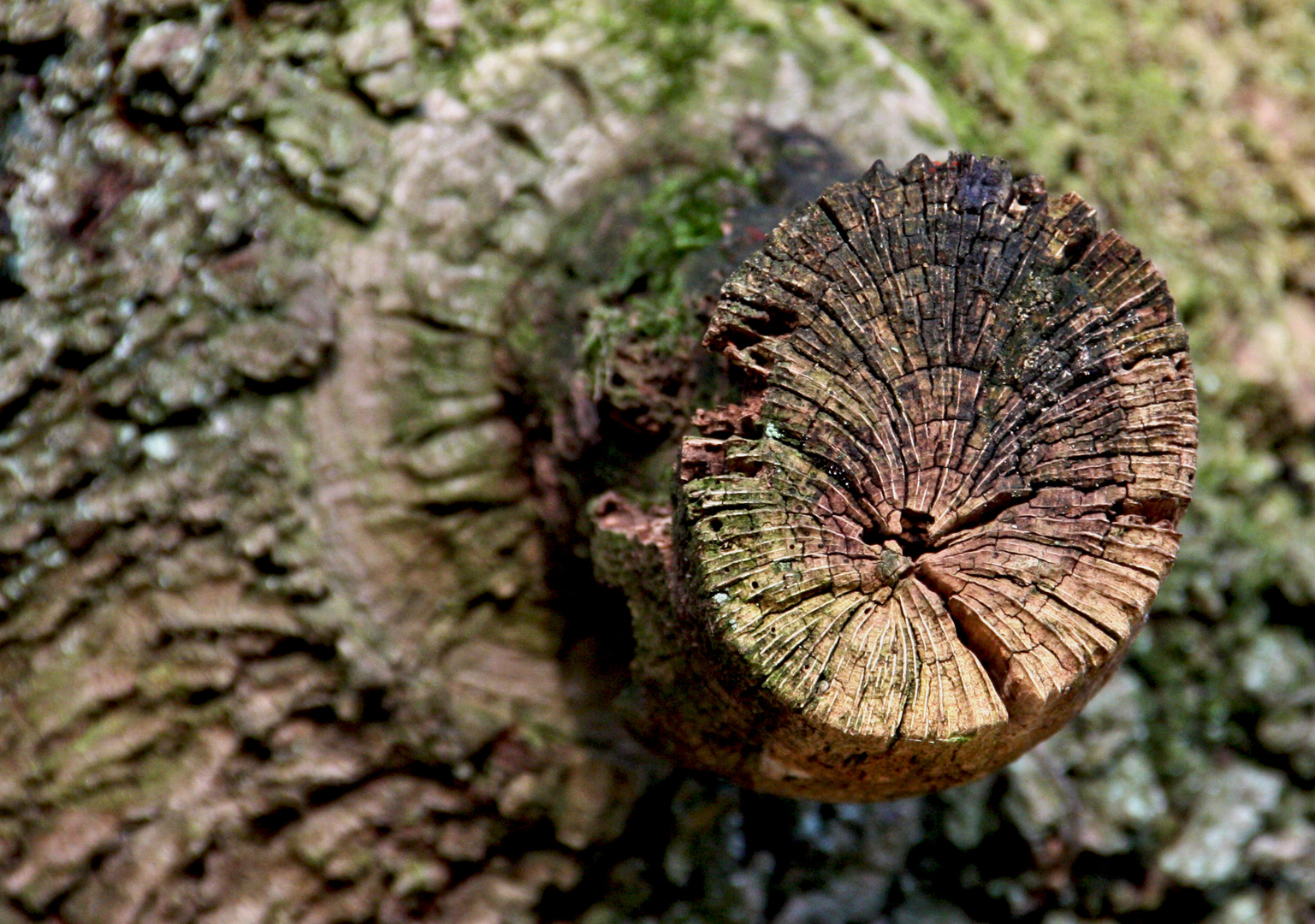 Strukturen der Natur